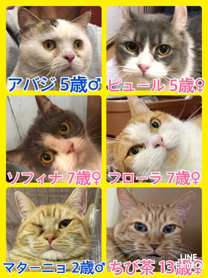 🐾今日の里親様募集中ワンコ🐶＆ニャンコ🐱メンバーです🐾2021,5,13